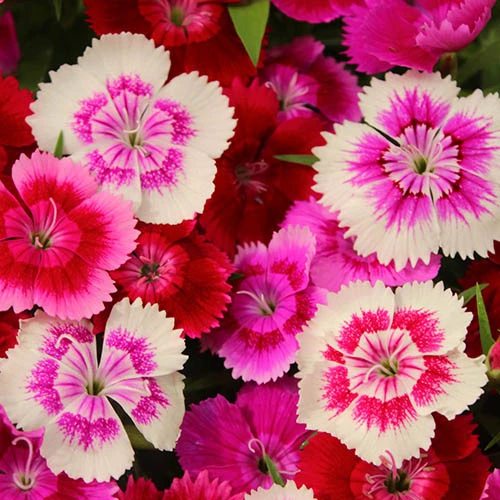 Dianthus Sweet William 'Gem' 3 Dianthus Sweet William 'Gem' - Image 3