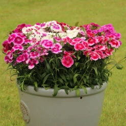 Dianthus Sweet William 'Gem' 7 Dianthus Sweet William 'Gem' -You Garden 401164 3