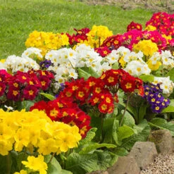 Polyanthus High Seas -You Garden 401166 2