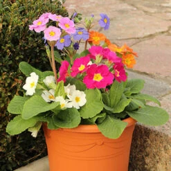 Polyanthus High Seas -You Garden 401166 3