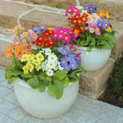 Polyanthus High Seas -You Garden 401166 4