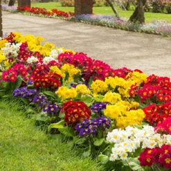 Polyanthus High Seas -You Garden 401166 5