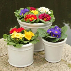 Primrose Harlequin -You Garden 401168 2