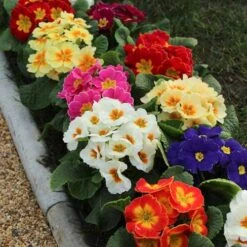 Primrose Rainbow 6 Primrose Rainbow -You Garden 401169 1