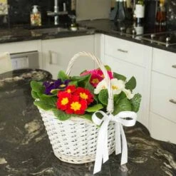 Primrose Rainbow 7 Primrose Rainbow -You Garden 401169 2