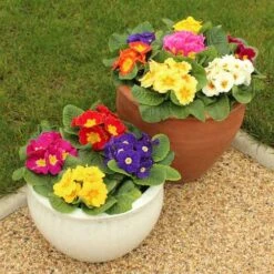 Primrose Rainbow 8 Primrose Rainbow -You Garden 401169 3