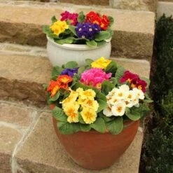 Primrose Rainbow 9 Primrose Rainbow -You Garden 401169 4