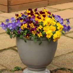 Pansy Cascadia XL Trailing -You Garden 401172 2