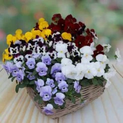 Pansy Cascadia XL Trailing -You Garden 401172 3