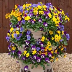 Pansy Cascadia XL Trailing -You Garden 401172 4