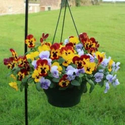 Pansy Cascadia XL Trailing -You Garden 401172 5