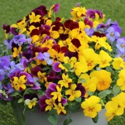 Pansy Cascadia XL Trailing -You Garden 401172 6