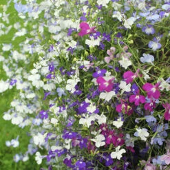Lobelia Trail Away -You Garden 401345 2