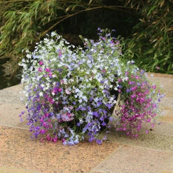 Lobelia Trail Away -You Garden 401345 3