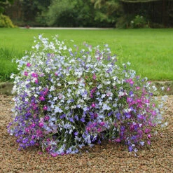 Lobelia Trail Away -You Garden 401345 4