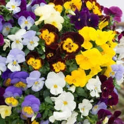 Trailing Hardy Pansy 'Fragrant Waterfall ' -You Garden 401455 2