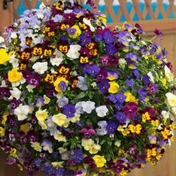 Trailing Hardy Pansy 'Fragrant Waterfall ' -You Garden 401455 3