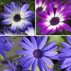 Senetti Collection
