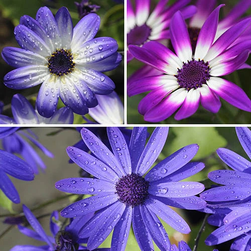 Senetti Collection 1 Senetti Collection