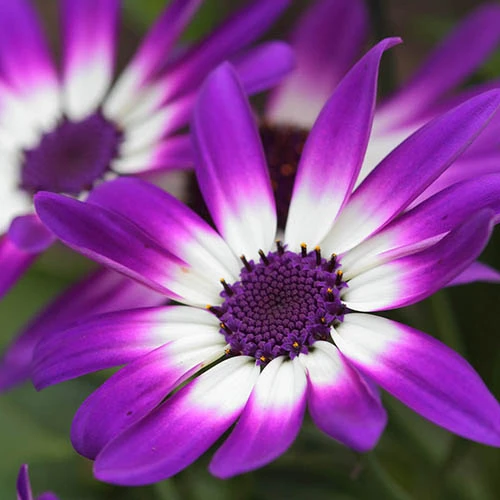 Senetti Collection 2 Senetti Collection - Image 2