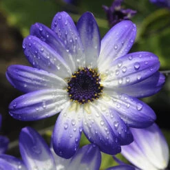 Senetti Collection 6 Senetti Collection -You Garden 401488 2