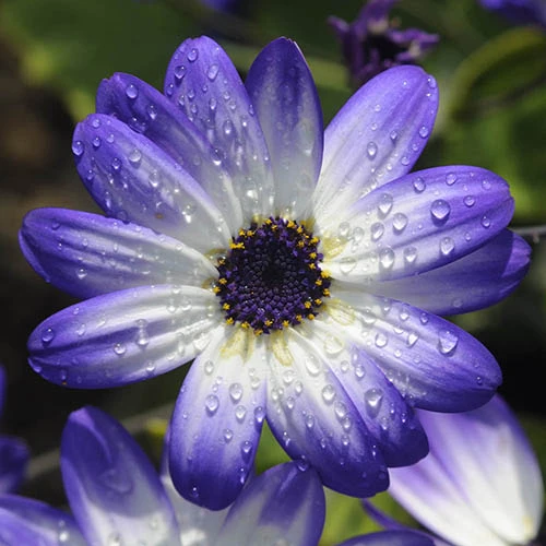 Senetti Collection 3 Senetti Collection - Image 3