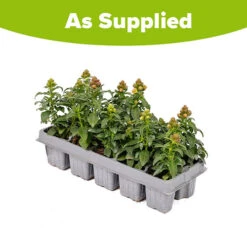 Antirrhinum 'Mini Butterflies' Mix -You Garden 410048 2