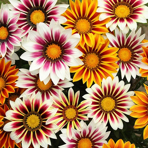 Gazania 'Tiger Stripes Mix' 1 Gazania 'Tiger Stripes Mix'