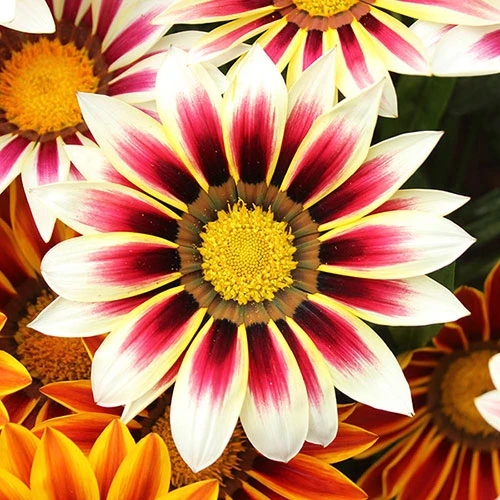 Gazania 'Tiger Stripes Mix' 3 Gazania 'Tiger Stripes Mix' - Image 3