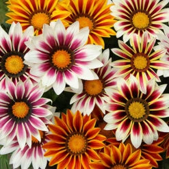 Gazania 'Tiger Stripes Mix' 7 Gazania 'Tiger Stripes Mix' -You Garden 410060 3
