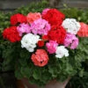 Geranium 'Cabaret Mix'