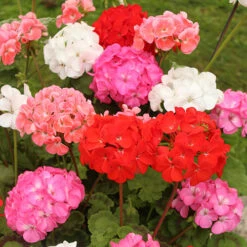 Geranium 'Cabaret Mix' -You Garden 410062 1