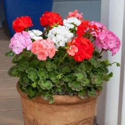 Geranium 'Cabaret Mix' -You Garden 410062 2
