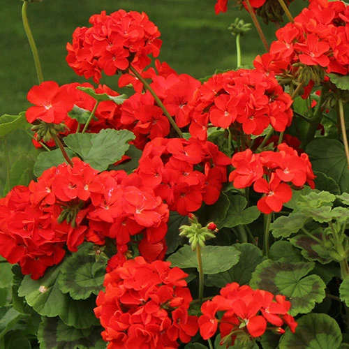 Geranium 'Ultimate Red' 1 Geranium 'Ultimate Red'
