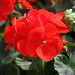 Geranium 'Ultimate Red' 7 Geranium 'Ultimate Red' -You Garden 410064 2