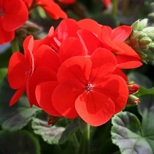 Geranium 'Ultimate Red' 3 Geranium 'Ultimate Red' - Image 3