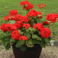 Geranium 'Ultimate Red' 8 Geranium 'Ultimate Red' -You Garden 410064 3