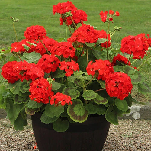 Geranium 'Ultimate Red' 4 Geranium 'Ultimate Red' - Image 4