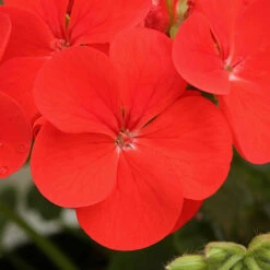Geranium 'Ultimate Red' 9 Geranium 'Ultimate Red' -You Garden 410064 4