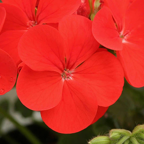 Geranium 'Ultimate Red' 5 Geranium 'Ultimate Red' - Image 5