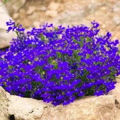 Lobelia 'Crystal Palace Blue' 10 X Garden Ready Plugs -You Garden 410068 2
