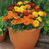 Marigold Durango Mix