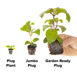 Marigold Durango Mix -You Garden 410072 3