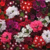 Verbena 'Quartz' Mix