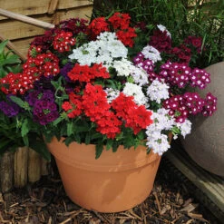 Verbena 'Quartz' Mix -You Garden 410076 3