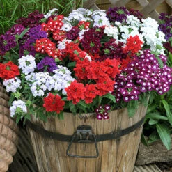 Verbena 'Quartz' Mix -You Garden 410076 4