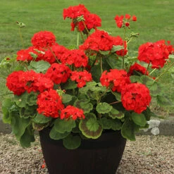 Warm Summer Glow Collection -You Garden 410099 2