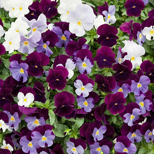 Pansy Cool Wave Berries & Cream Mix 1 Pansy Cool Wave Berries & Cream Mix