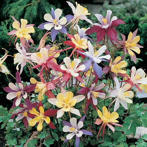 Aquilegia M Scott Elliott Mix 1 Aquilegia M Scott Elliott Mix