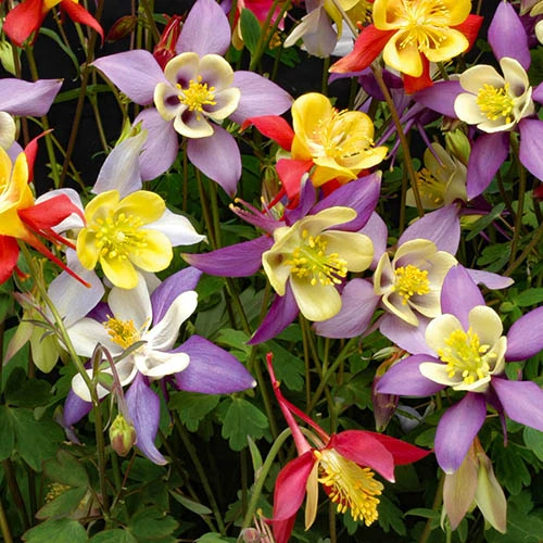 Aquilegia M Scott Elliott Mix 2 Aquilegia M Scott Elliott Mix - Image 2